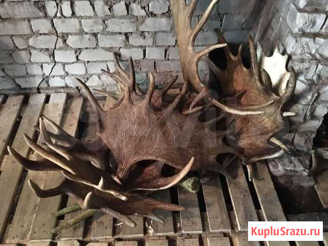 Рога Кимры - изображение 1