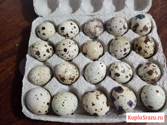 Перепелиные яйца Кемерово - изображение 1
