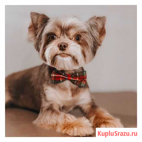 Профессиональная стрижка собак и кошек Иваново - изображение 1