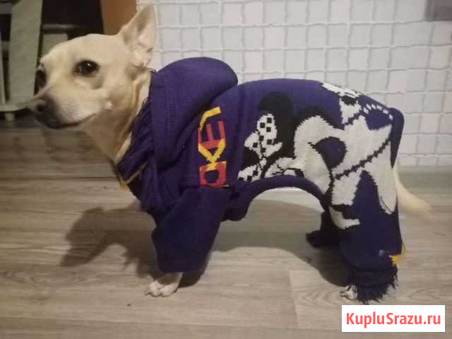 Костюм на собаку Серов - изображение 1