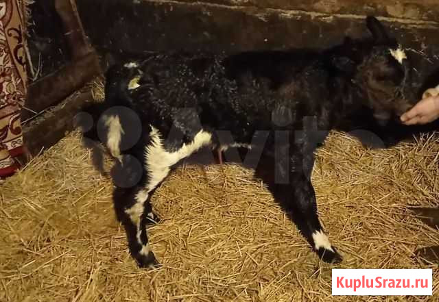 Продам бычка Южноуральск - изображение 1
