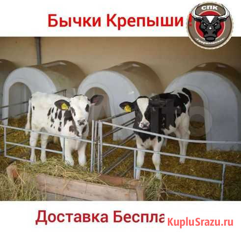 Бычки Скороспелые на Мясо Мучкапский - изображение 1