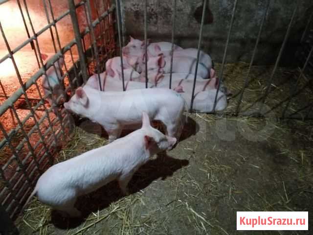 Продаются поросята Кизляр - изображение 1