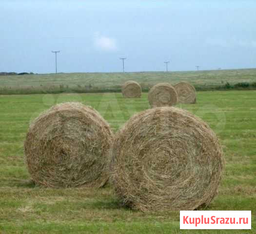 Сено в рулонах Бугуруслан - изображение 1