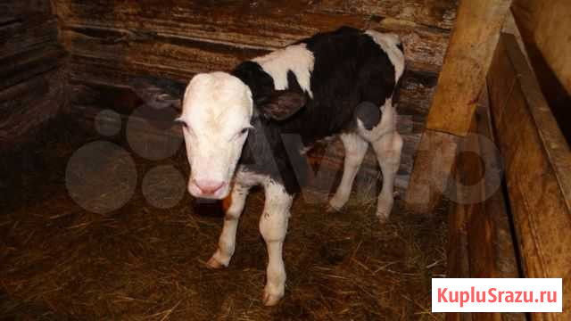 Продам бычка Велиж - изображение 1