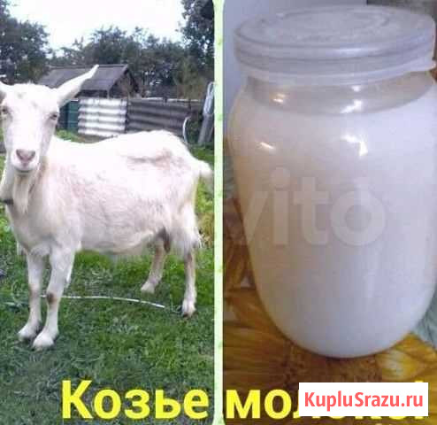 Молоко козье Райчихинск - изображение 1