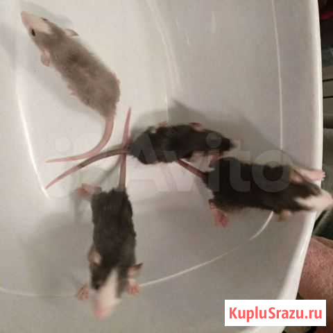 Крыски Дамбо Большое Буньково - изображение 1