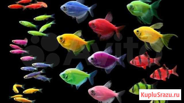 Аквариумные рыбки Киселевск - изображение 1