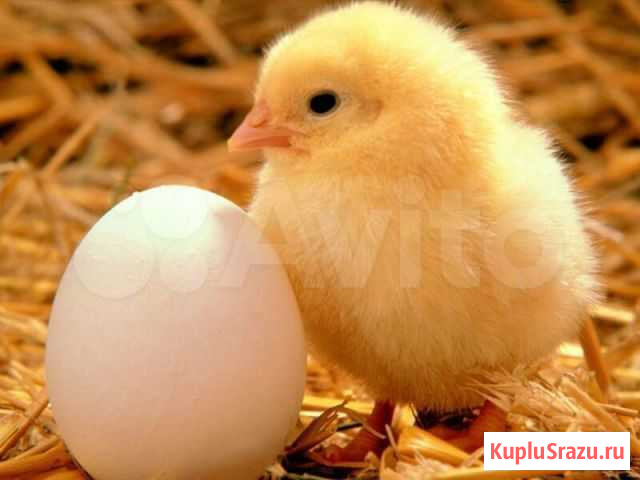 Инкубатор на 1200 куриных яиц Раздольная - изображение 1