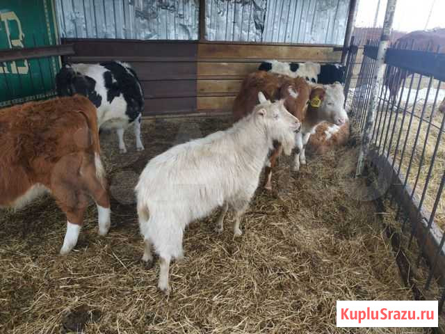 Козы Агаповка - изображение 1