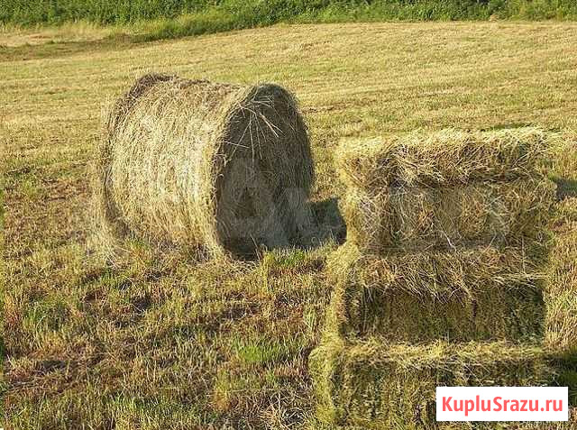 Сено.В рулонах по 150-200 кг отпрф-110 урожай 2020 Ишимбай - изображение 1