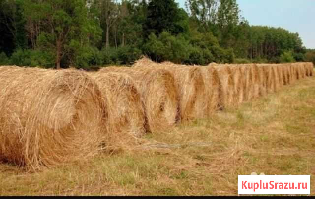 Продам сено в тюках луговое Моршанск - изображение 1
