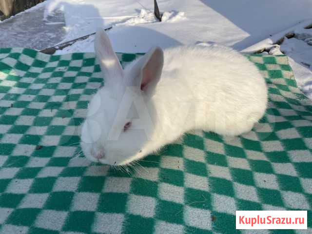Кролы Белогорск - изображение 1
