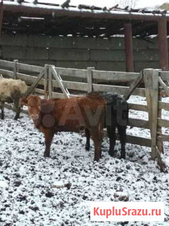 Тёлки подсосные Сары-Тюз - изображение 1