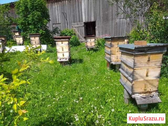 Пчёлы Красноярск - изображение 1