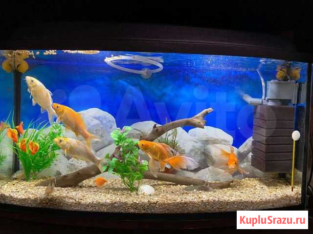 Рыбки Карп Кои Вольск - изображение 1