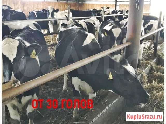 Телки товарные черно-пестрые Казань - изображение 1