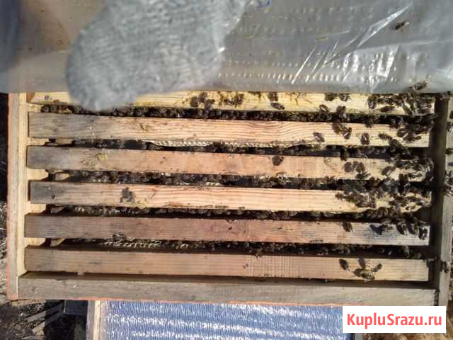 Пчелы, пчелопакеты карпатка Новосибирск - изображение 1