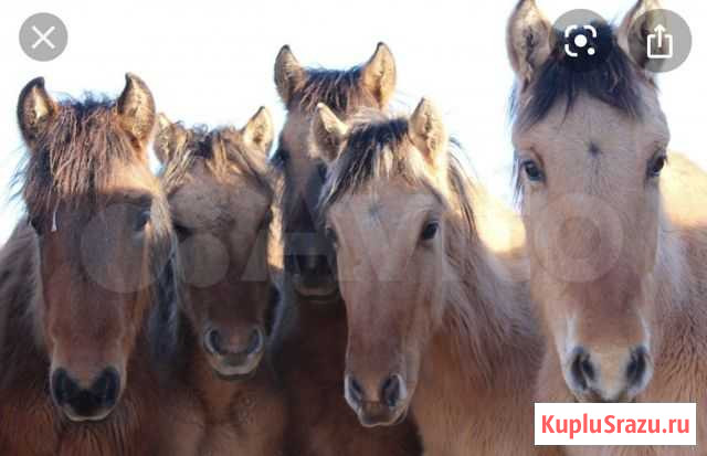 Продам лошадей Сретенск - изображение 1