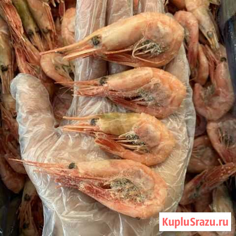 Креветки северные 50/70 Анапа - изображение 1