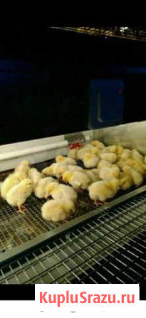 Цыплята бройлеры кобб-500 Санкт-Петербург - изображение 1