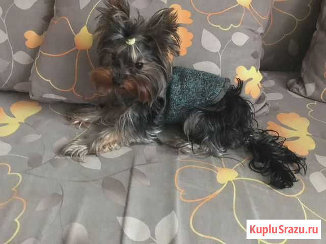 Одежда для маленьких собак и кошек Тимашевск - изображение 1
