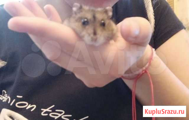 Джунгарик Вольск - изображение 1