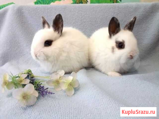 Карликовые крольчата красивые Нижний Новгород - изображение 1