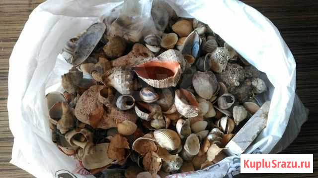Морские ракушки чёрного моря Сургут - изображение 1