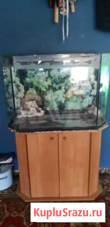Аквариум Электросталь - изображение 1