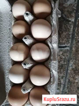 Яйца куриные, индоутки, индюшиное Серпухов - изображение 1