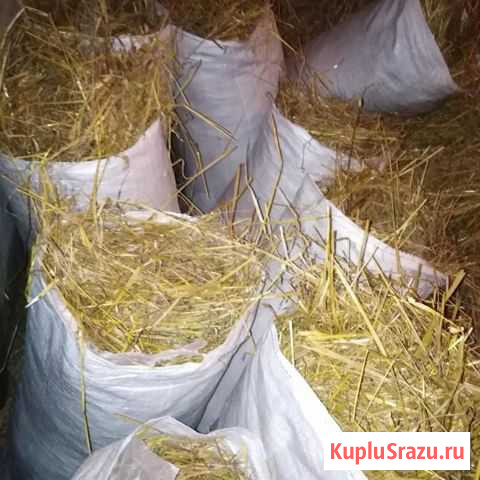 Сено,солома Людиново - изображение 1