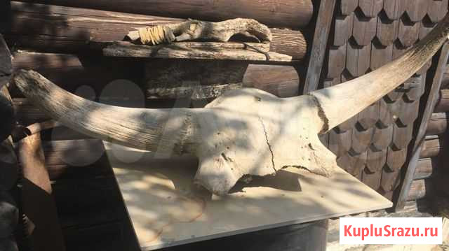 Череп бизона Каспийск - изображение 1