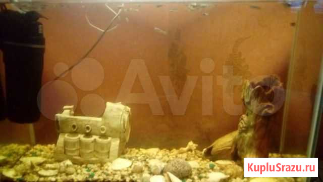 Аквариум в комплекте Набережные Челны - изображение 1