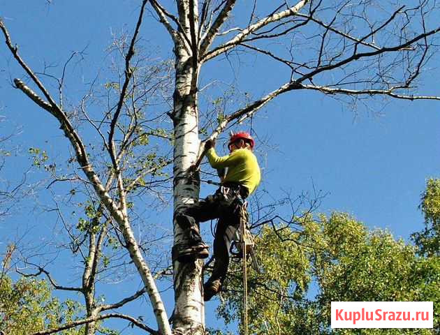 Спил деревьев Углич Углич - изображение 1