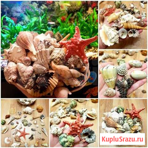 Ракушки, раковины, морская звезда, экзотические ра Мытищи - изображение 1