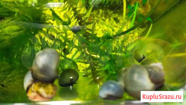 Ампулярии серо-голубые Сыктывкар - изображение 1