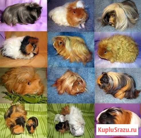 М. свинки Краснодар - изображение 1