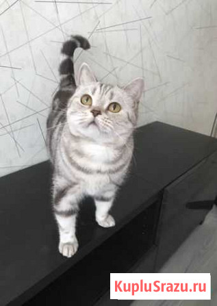 Передержка для кошек, котоняня Ступино - изображение 1