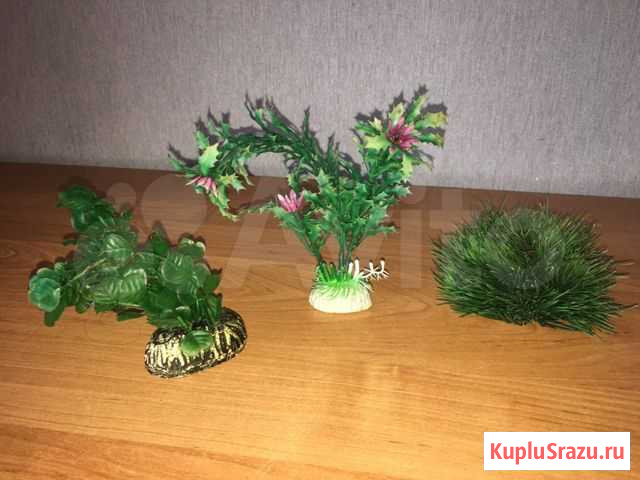 Флорариум Вилючинск - изображение 1