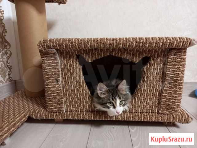 Домик для кошки Дюртюли - изображение 1