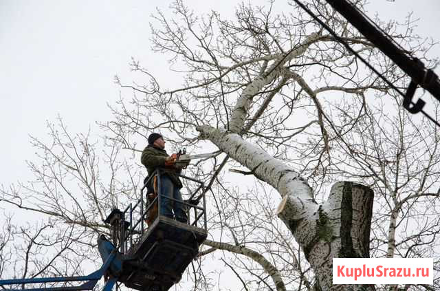 Спилить дерево в Туле и Тульской области Киреевск - изображение 1