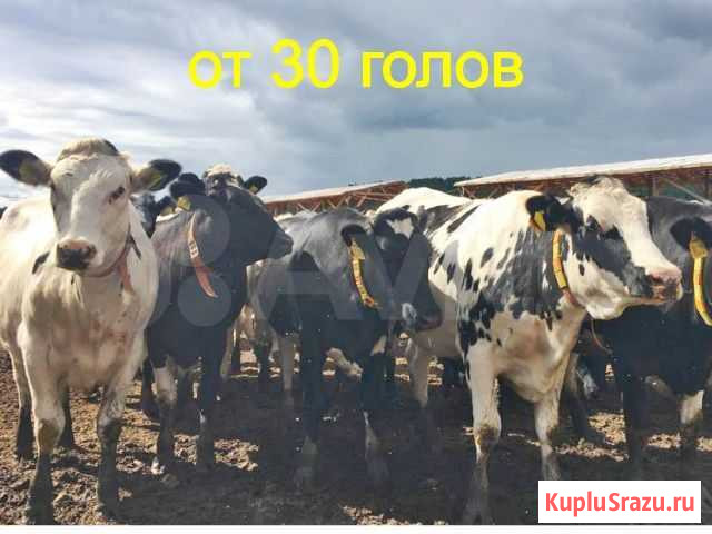 Телки товарные молочные породы Ижевск - изображение 1