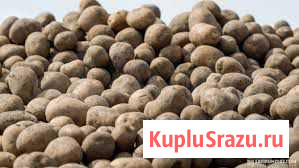 Продам картофель Черногорск - изображение 1