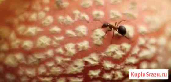 Гриб молочный MyxaM?p“ Москва