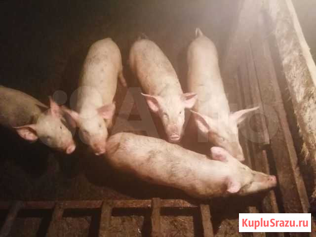 Продам поросят. Дюрок. Ландрас Мамонтово - изображение 1