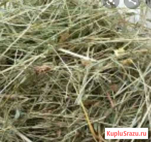 Сено луговое Канаш - изображение 1
