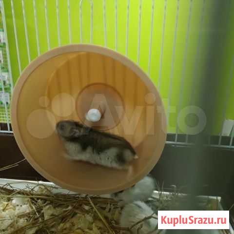 Джунгарские хомяки и декоративные крысы дамбо Алушта - изображение 1