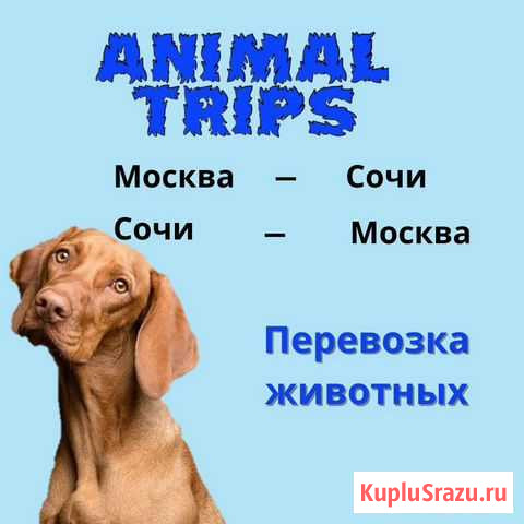 Перевозка животных Москва-Сочи-Москва Старый Оскол - изображение 1