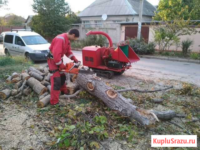 Спил деревьев в Севастополе Севастополь - изображение 1